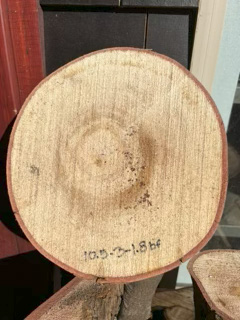 Spalted Maple